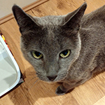 "My Russian Blue is diabetic and likes to eat little bits at a time. The other cats were always...