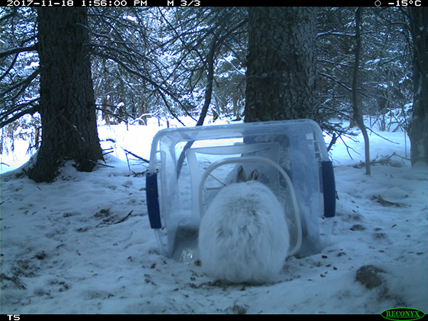 Snowshoe hare using a SureFeed Microchip Pet Feeder in the day