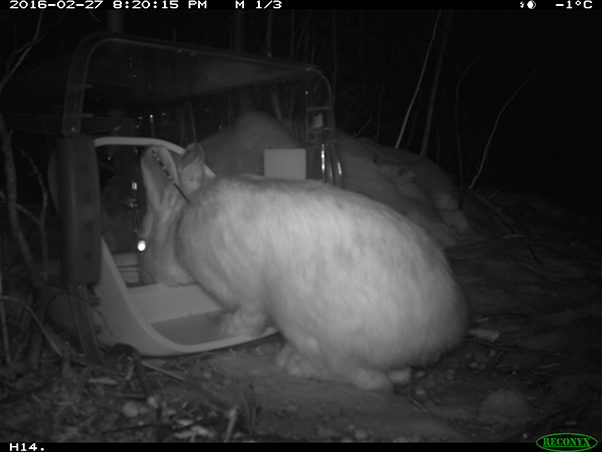 Snowshoe hare using a SureFeed Microchip Pet Feeder at night